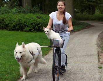 Hondenstep kopen